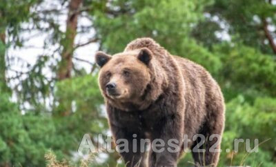 Популярный туристический маршрут к водопаду Корбу на Алтае закрыли из-за медведей.